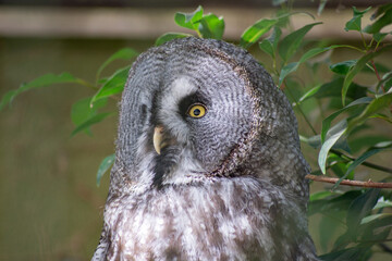 動物園 ミミズク フクロウ 猛禽類 千葉市動物公園