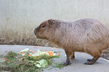 カピパラ かわいい 千葉市動物公園 えさ