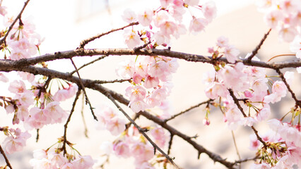 庭に咲いたたくさんの早咲きの桜と青空