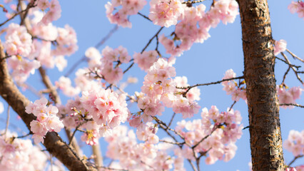 庭に咲いたたくさんの早咲きの桜と青空