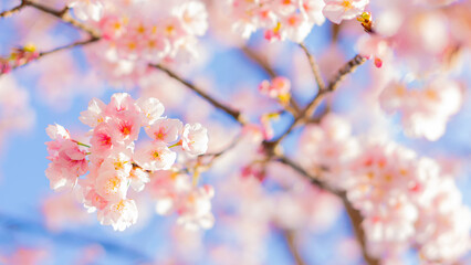 Fototapeta na wymiar 庭に咲いたたくさんの早咲きの桜と青空
