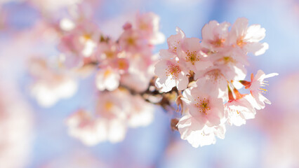 庭に咲いたたくさんの早咲きの桜と青空