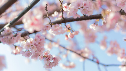 庭に咲いたたくさんの早咲きの桜