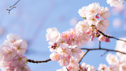 庭に咲いたたくさんの早咲きの桜