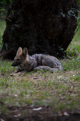 gray fox in the grass with a tree in the background