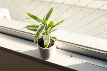 観葉植物のある部屋
