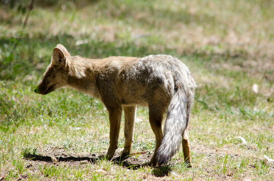 little gray fox walking on the mountain