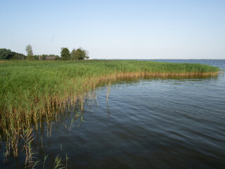 Fototapeta premium Lake and reed grass, water plants by the lake