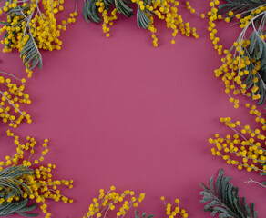 Mimosa on a red background. Background. Red background. Flowers on a red background. Place for an inscription.