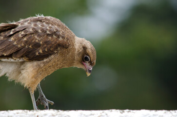 brown bird, chimango of patagonia. bird looking straight ahead with feathers and beak
