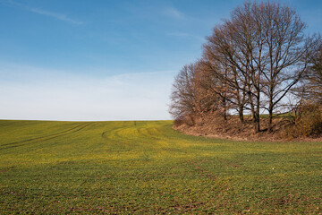 green field with trees at the right side and blue sky above it