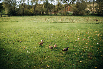 Fototapeta premium Chickens on the green grass in the garden in the village