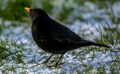 young female blackbird in snow, feeder
