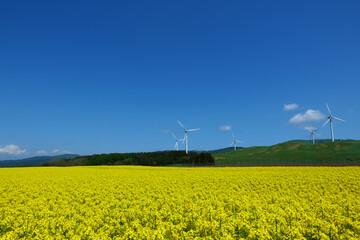 横浜町の菜の花畑。横浜、青森、日本。5月中旬。