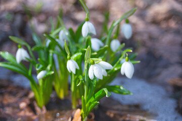 First spring flowers. Delicate bluebells flowers of Galanthus nivalis. Early spring in Kholodny Yar, Ukraine, Cherkasy region. The birth of a new life. Floral background. Flora of Ukraine.