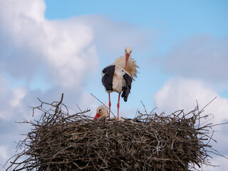 A white stork looks towards the camera with its neck back while its partner incubates an egg during the winter breeding season in Spain and a beautiful sky with clouds in the background - Powered by Adobe