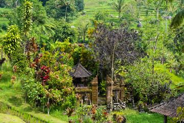 Ancient Balinese Temple with tropical trees and plants all around in Middle of Rice Fields