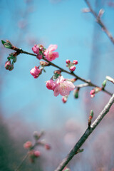 河津桜