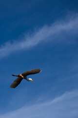 seagull in the sky