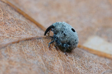 Closeup on a small plant parasite weevil beetle, Cionus olens, which feeds on Verbascum plants
