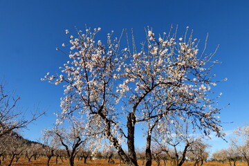 Amandier en fleurs. Ciel bleu.