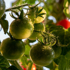 fresh green tomatoes on a branch grown at home