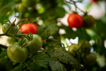 fresh green tomatoes on a branch grown at home