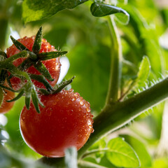 red cherry tomatoes on a branch with dew drops