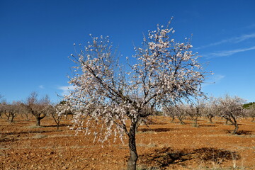 Champ d'amandiers en fleur.