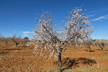 Champ d'amandiers en fleur.