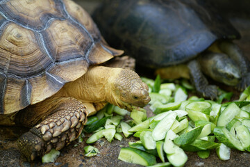 Closeup Turtle Centrochelys sulcata (African spurred tortoise) eating a cucumber, Thailand.