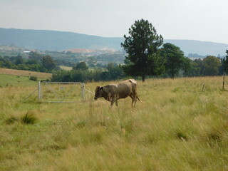 Naklejka na ściany i meble White Cow walking in a grass field landscape with Pine Trees in the background, hilltops, mountains, white sky. Photo was taken in Gauteng, South Africa on a cattle farm