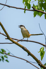 Obraz premium Close-up of a Long-tailed shrike sitting on a branch