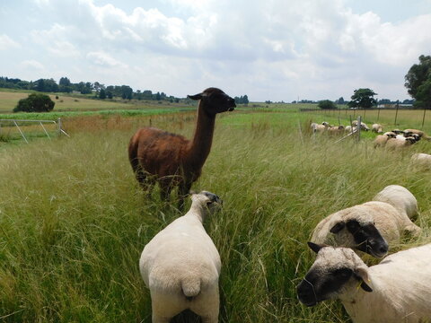 An annoyed brown Llama with its ears back, standing in a grass field surrounded by sheep