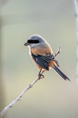 Close-up of a Long-tailed shrike sitting on a branch