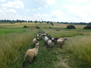 Front view of a herd of Hampshire sheep walking on a short cut grass pathway surrounded by lush green grass land landscape under a blue sky with scattered white puffy clouds. 