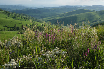Mountain meadows of Altai.