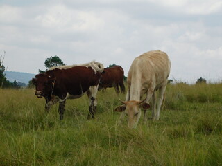 Naklejka na ściany i meble Cattle grazing in a green grass land landscape. Brown cows with white patches, cute little calves, horned cows and white cows grazing on long grasses in Gauteng, South Africa