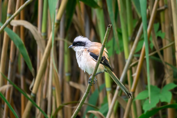 Close-up of a Long-tailed shrike sitting on a branch