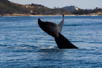 Fototapeta premium humpback tail
