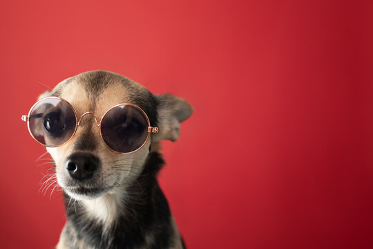 Small Dog In Sunglasses On A Red Background