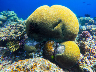 coral reef with fish © larisa