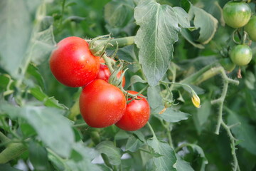 ビニールハウスで育成されるミディトマト。