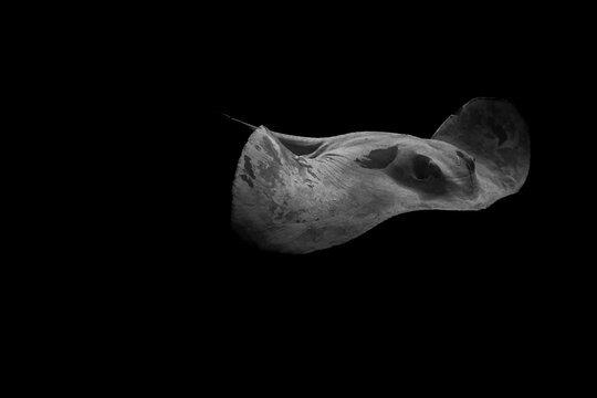 Cowtail Ray