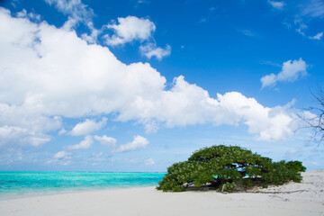 beach with palm trees