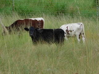 Cattle grazing. A vast variety of cows, brown cows with white patches, white cows, black cows and dark brown cows, and white calves with brown patches, grazing in a lush green high grass field.