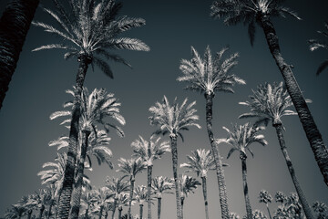 Black and white photo of lines of palm trees 
