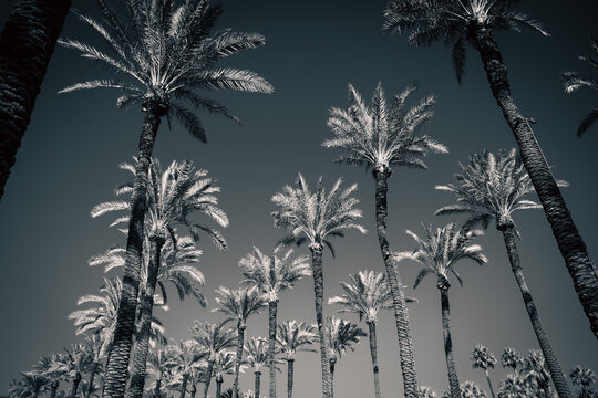 Black and white photo of lines of palm trees 