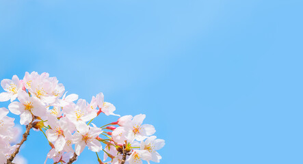桜の花と青空とコピースペース（春イメージ背景素材）