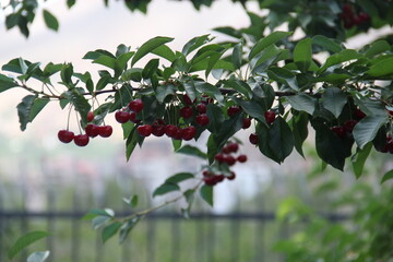 red currant bush